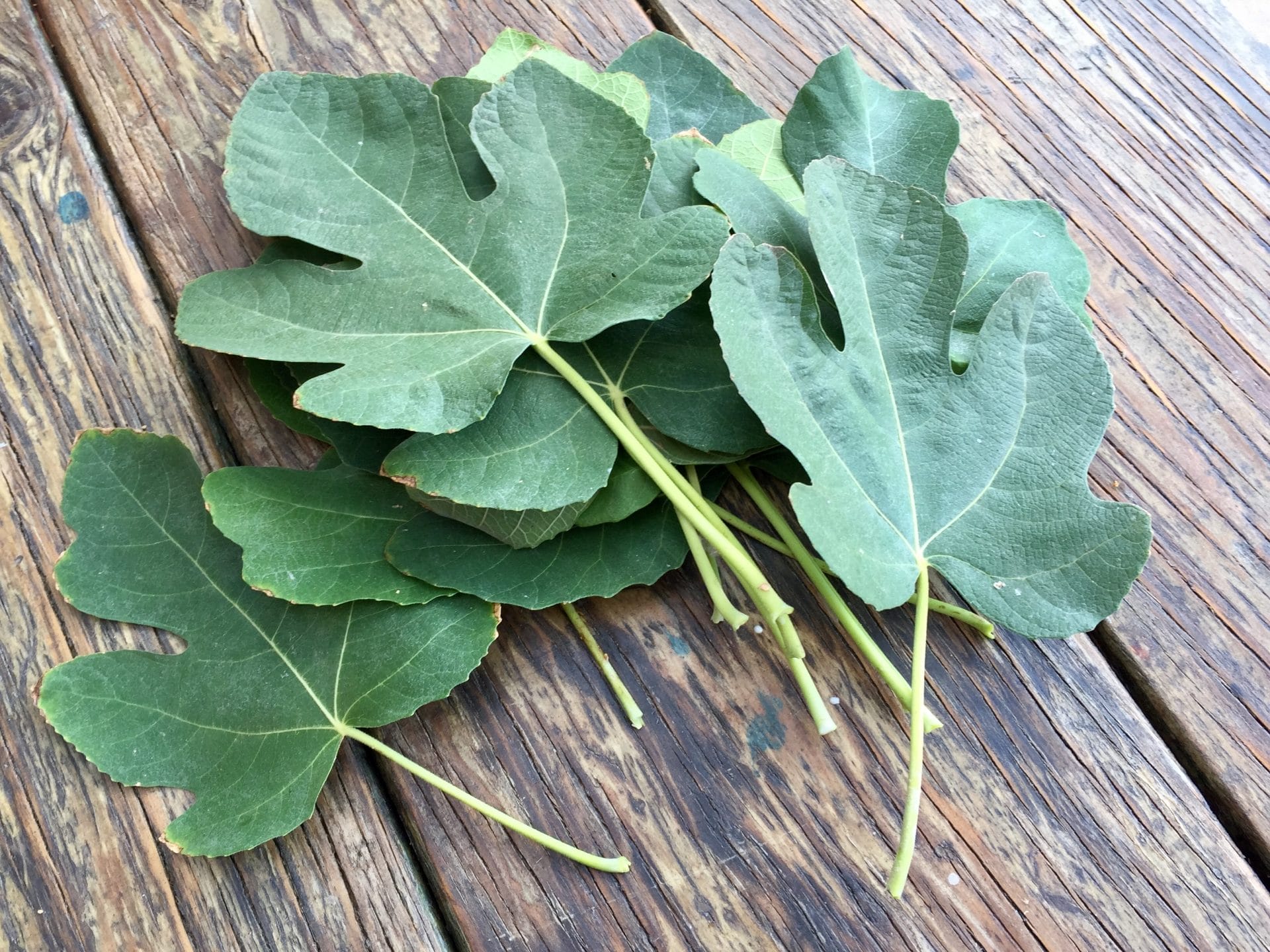 Fig Leaves Remedy