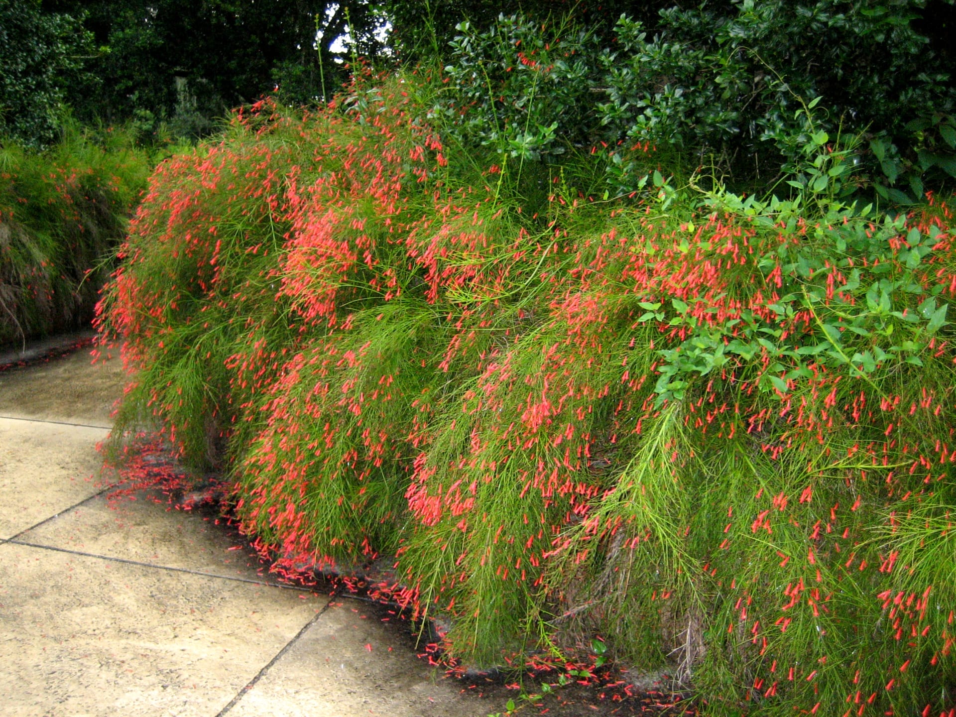 Firecracker Plant Care: Russelia Equisetiformis Growing and Care ...