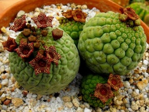 Understanding Larryleachia Cactiformis