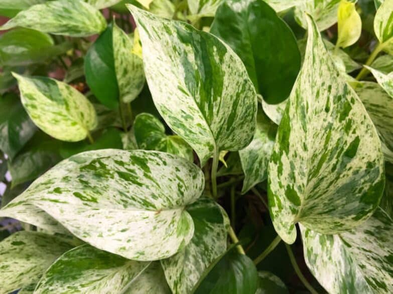 Marble Queen Pothos