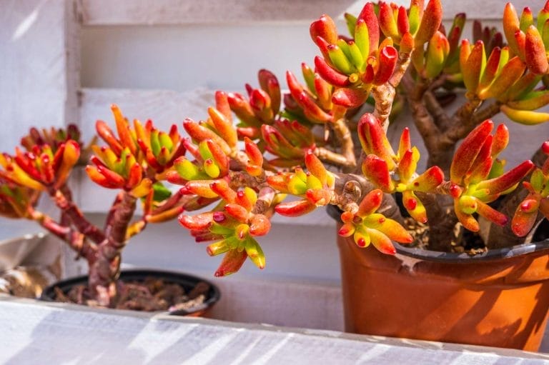 How To Trick Your Jade Plant Leaves To Turn Red