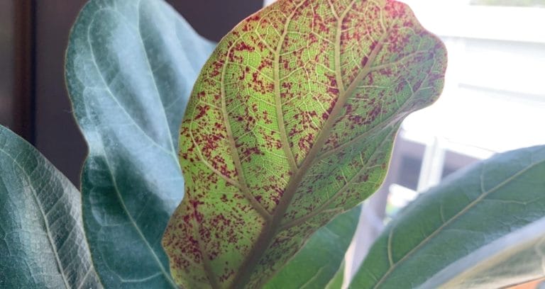 Red Spots On Fig Leaf Plant