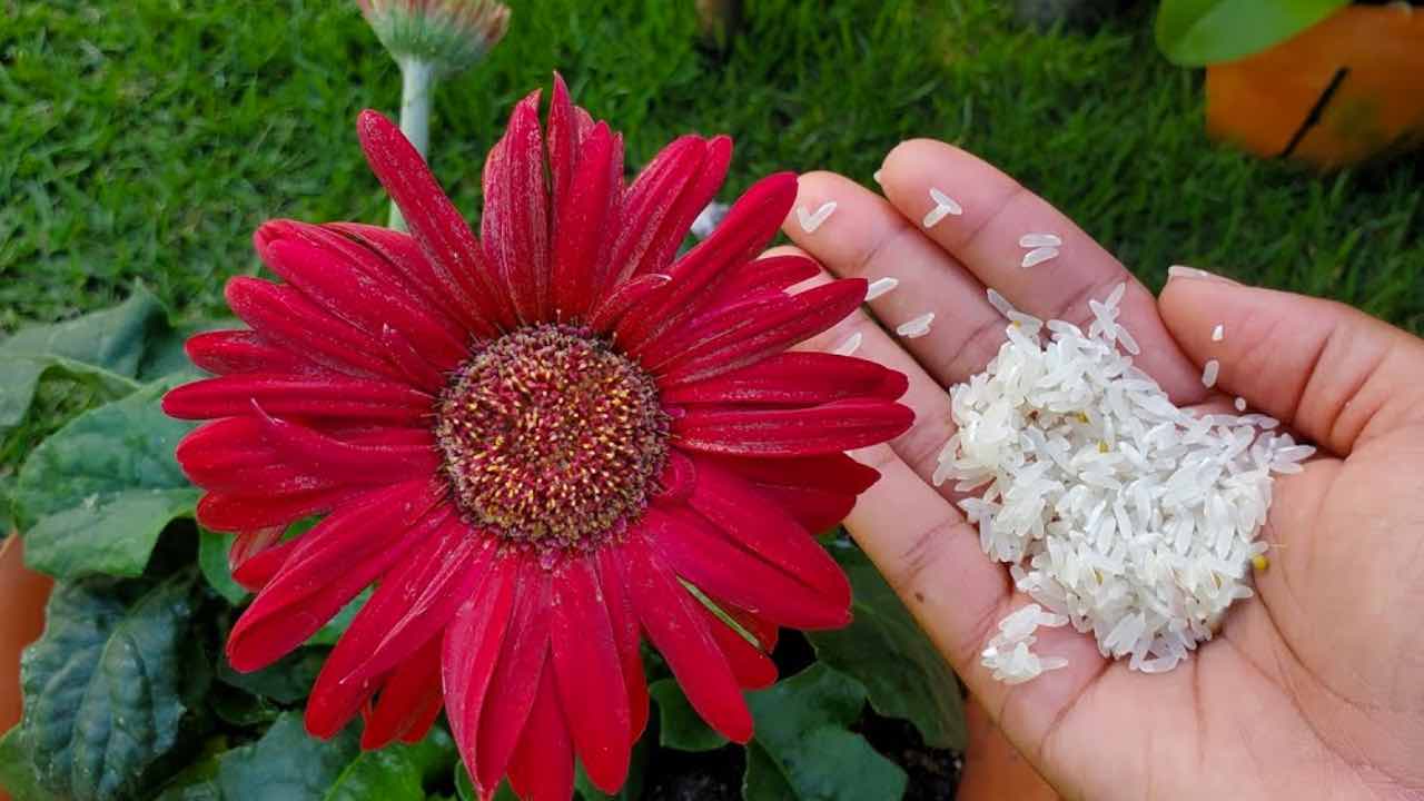 rice is a magic ingredient for plants