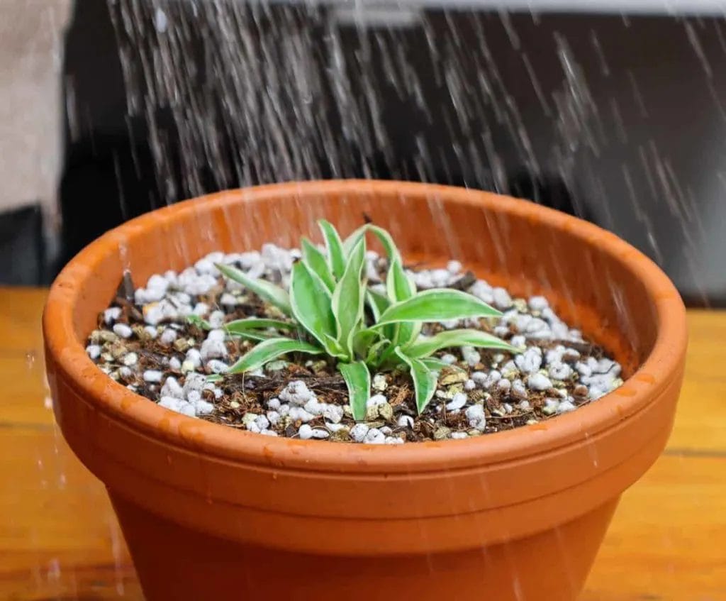 Spider plant soild propasgation