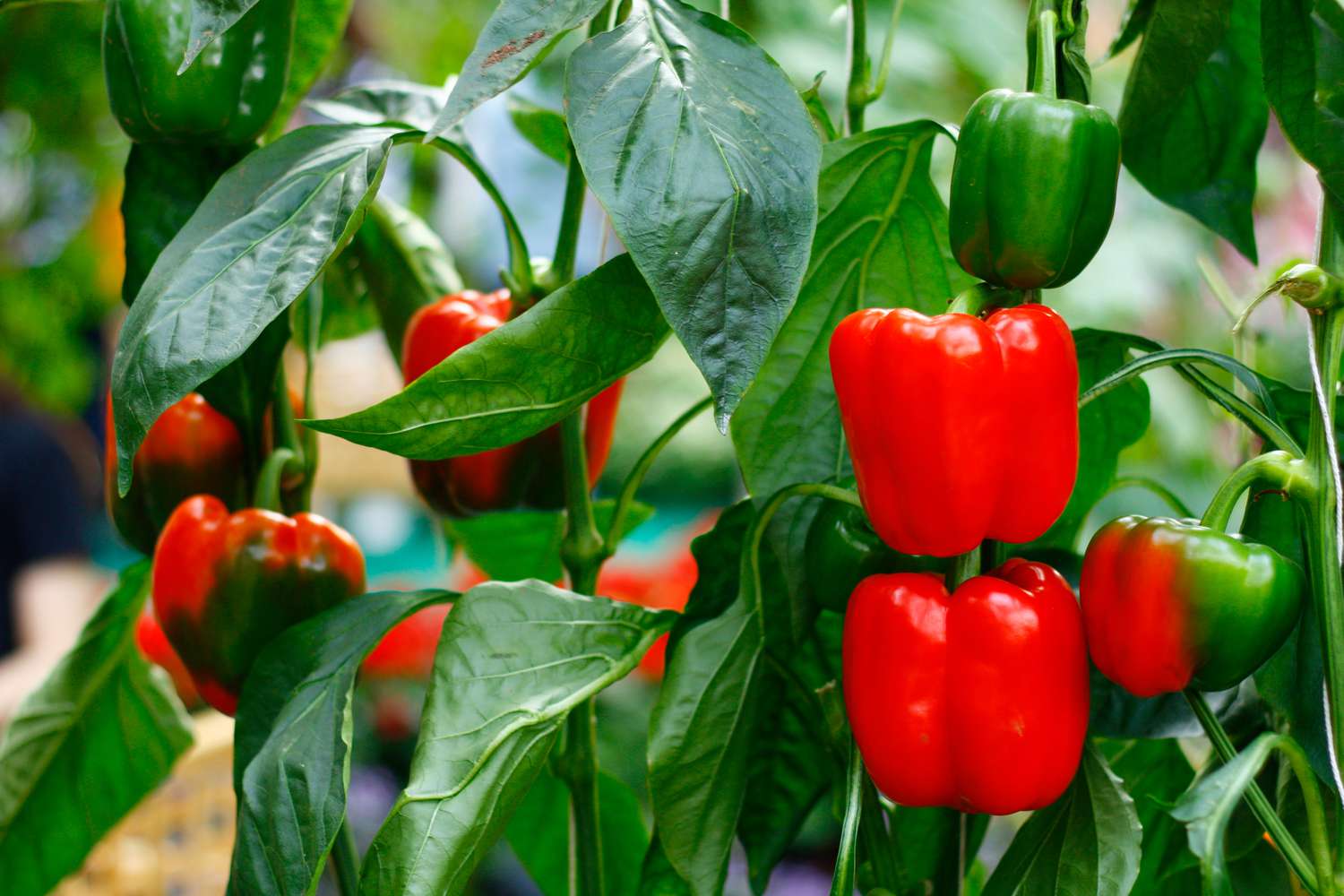 Thriving Pepper Plant