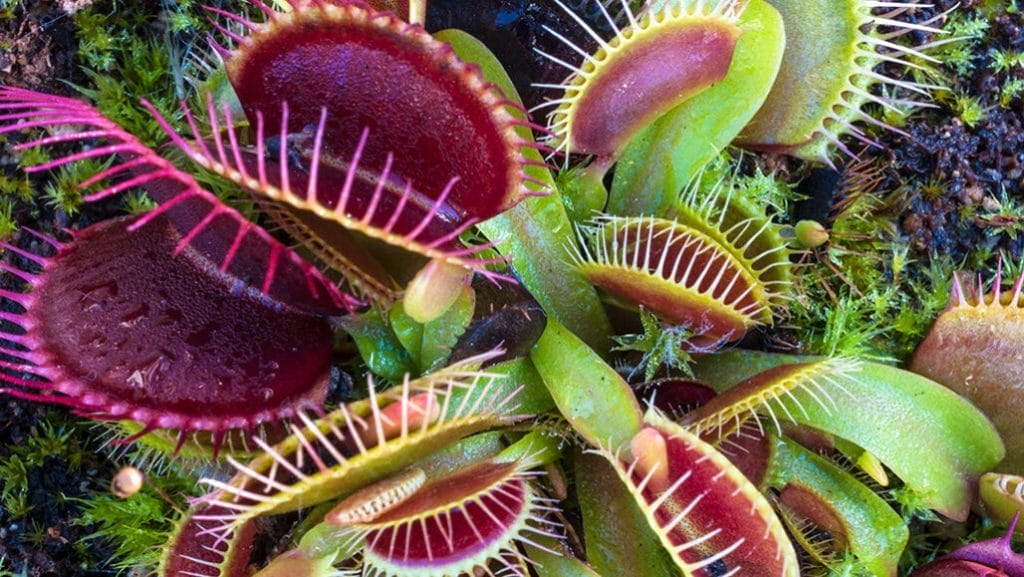 Venus Fly Trap