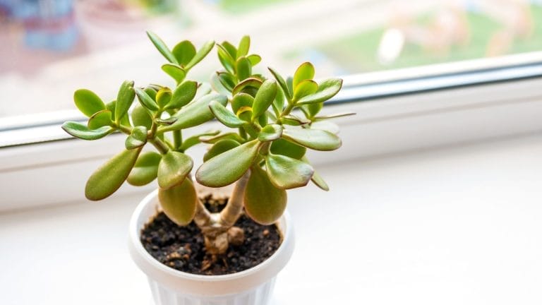 how to water a jade plant