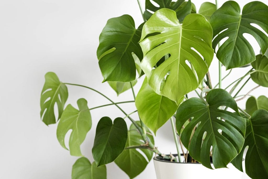 Advanced Monstera Care